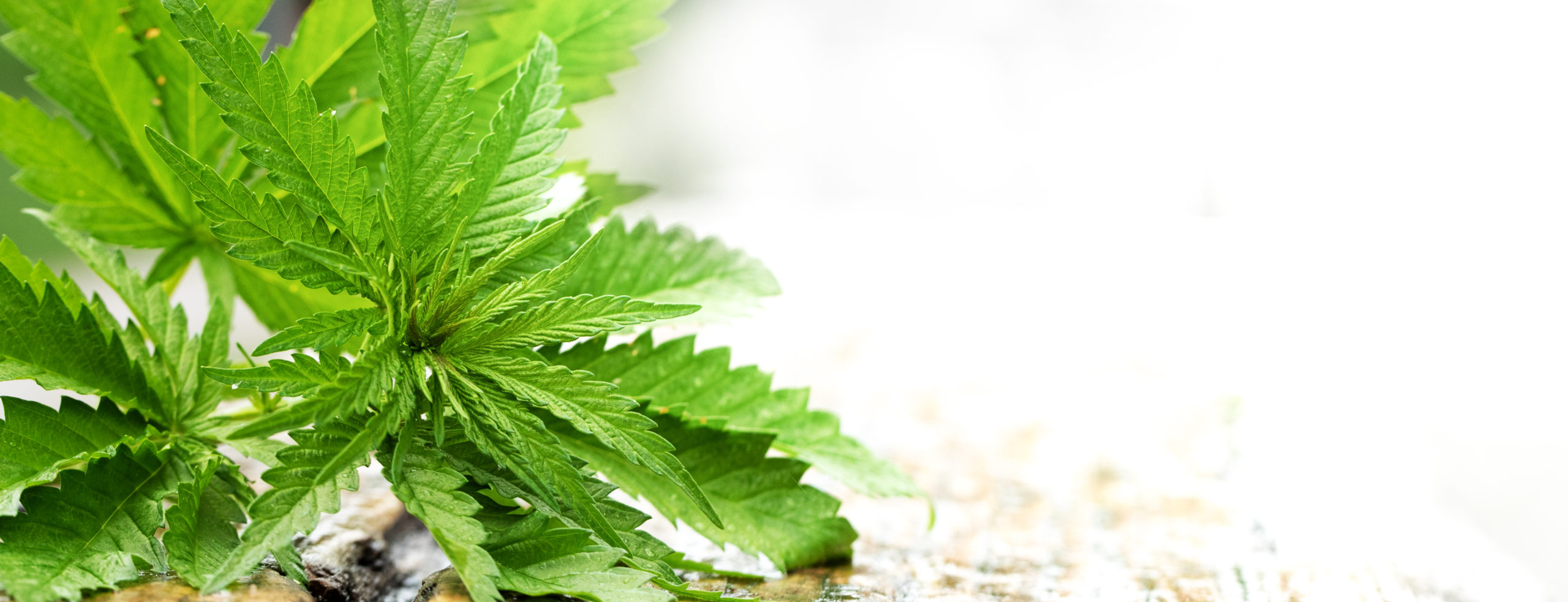 Medical cannabis plant selective focus, close up.